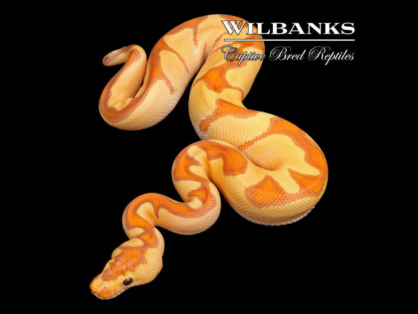 Banana Enchi Clown Ball Python ♂ '25