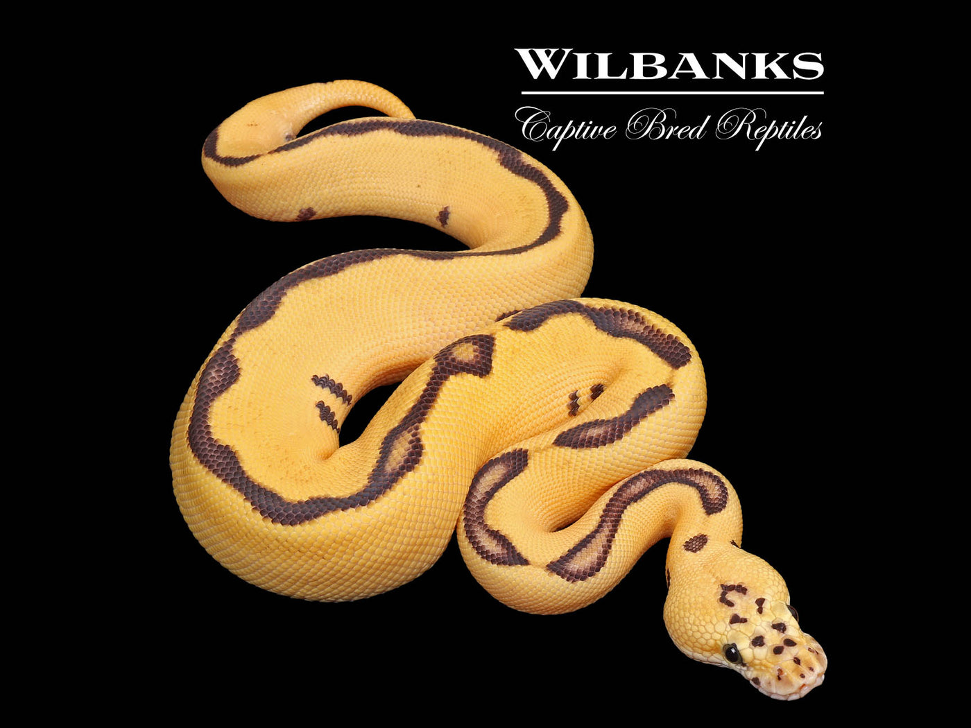 FireFly Leopard Enchi Clown Ball Python ♂ '25