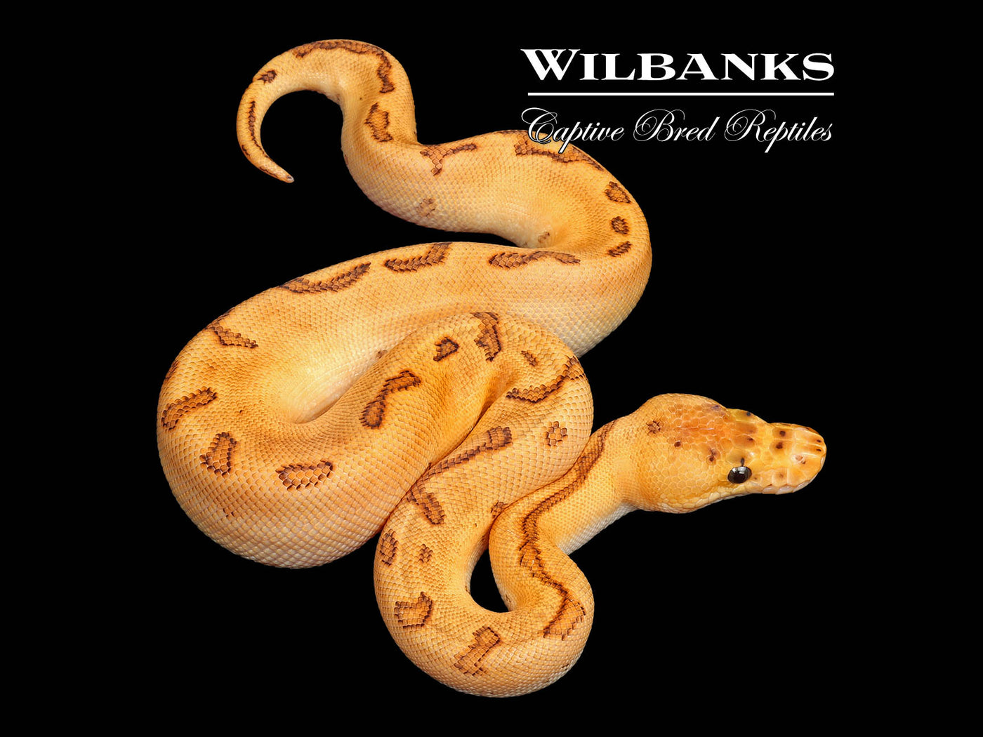Cinnamon Pinstripe Enchi Yellow Belly Clown Ball Python ♂ '25