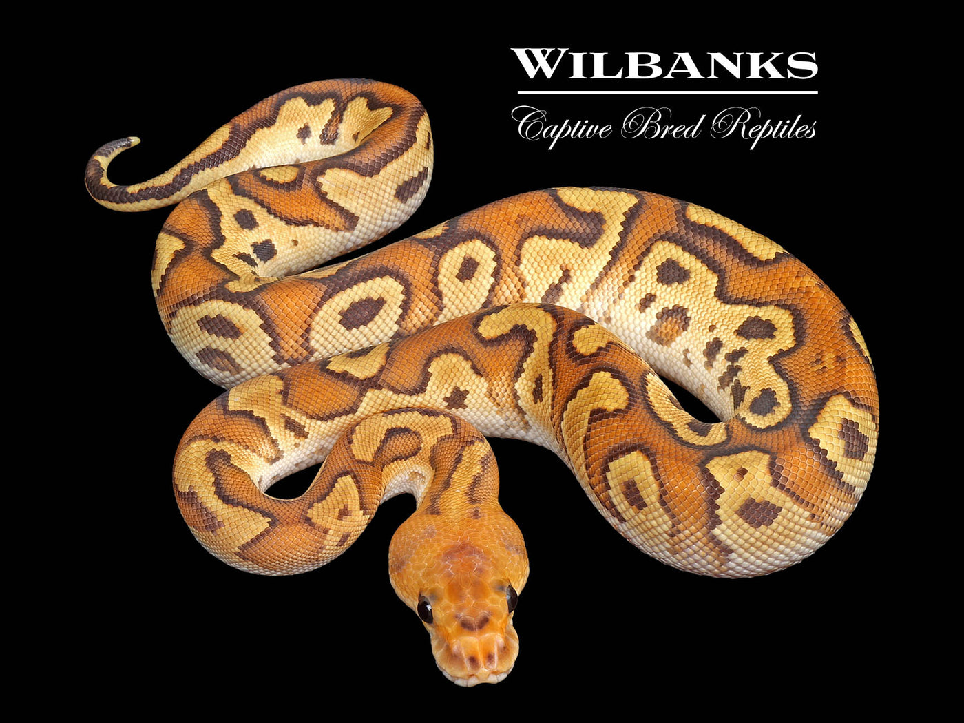 Cypress Fire Clown Ball Python ♀ '25
