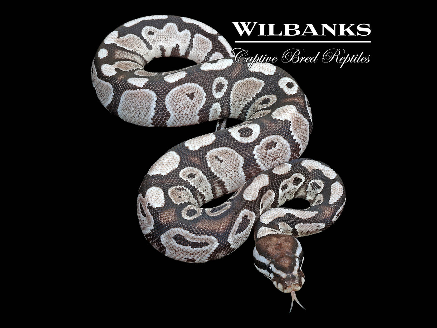 Axanthic (VPI) Fire Ball Python ♂ '25