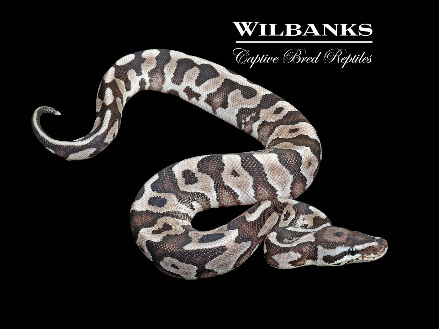 Fire Leopard Axanthic (VPI) Ball Python ♀ '25