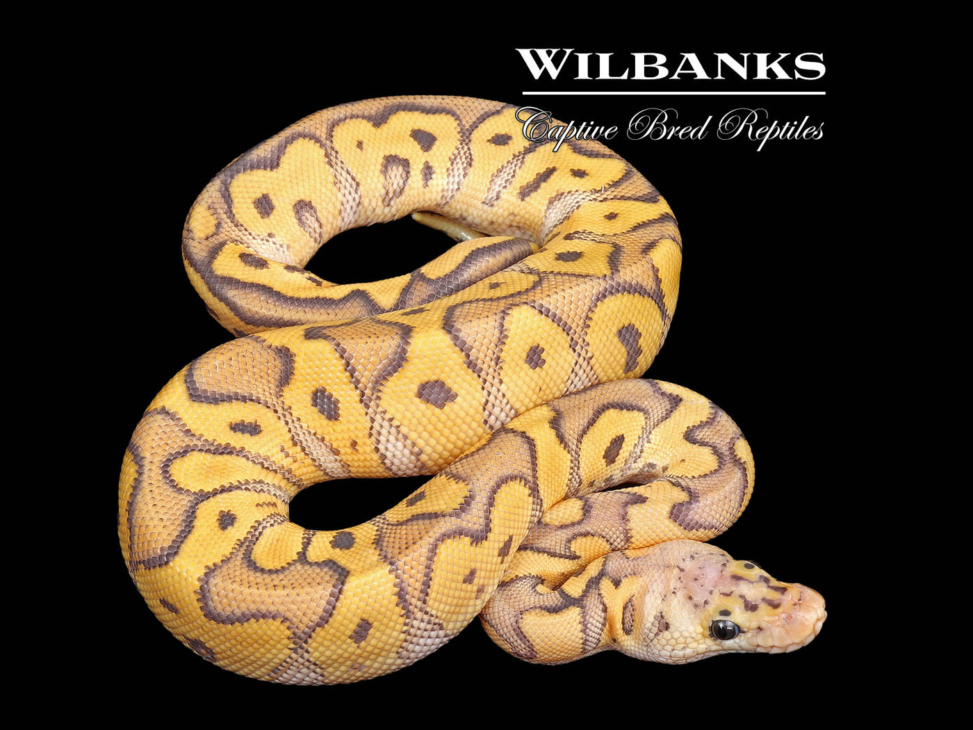 Hypo Pastel Clown Ball Python ♂ '25