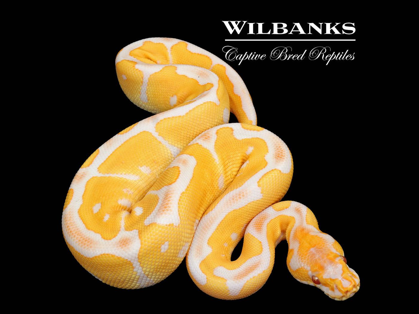 Grail (Lavender Clown) Ball Python ♀ '25