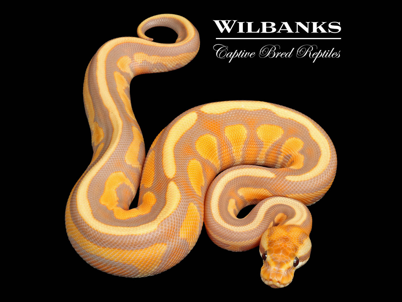 Banana Leopard Cinnamon Enchi Ball Python ♂ '25