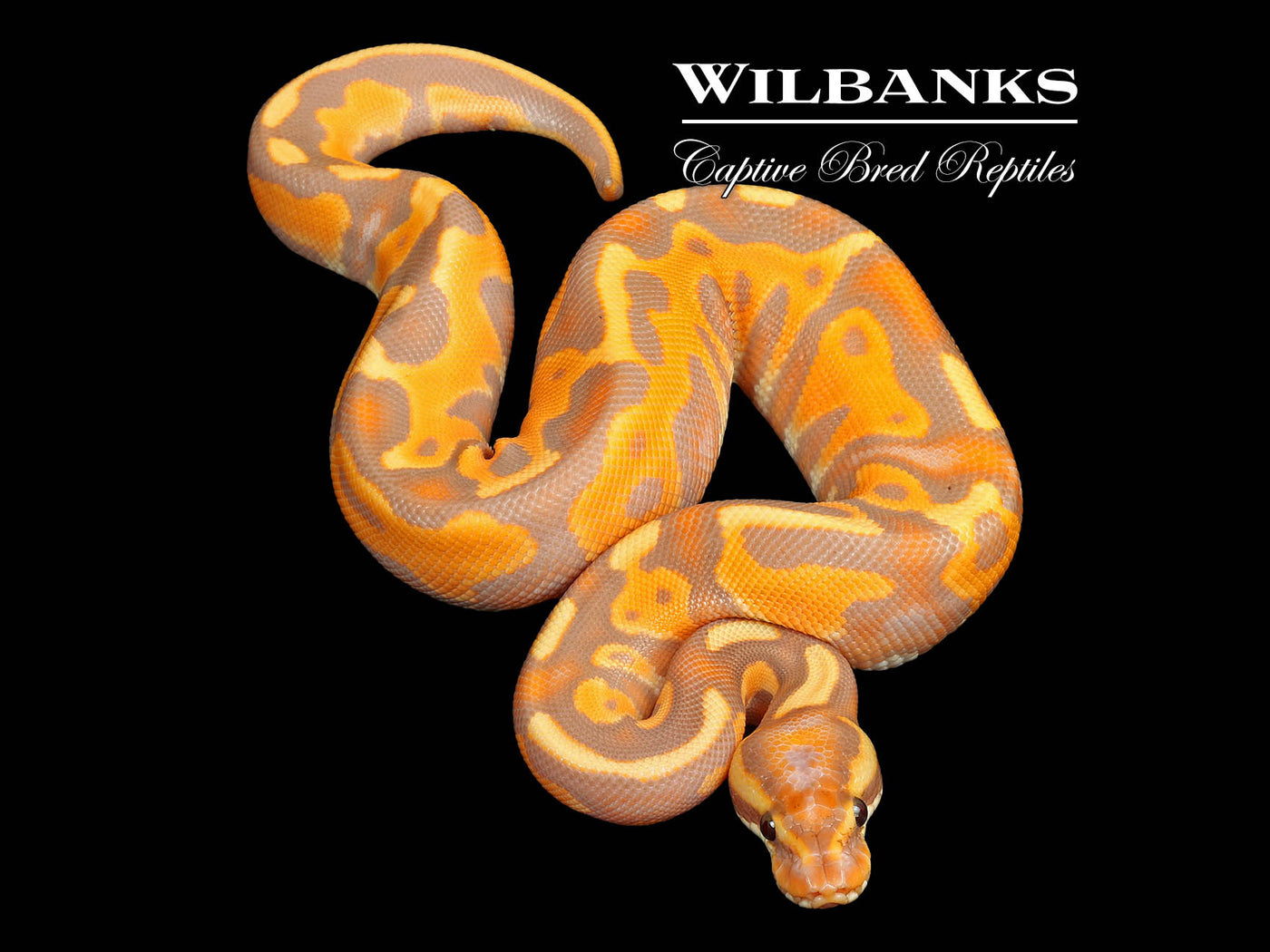 Banana Leopard Cinnamon Enchi Yellow Belly Ball Python ♂ '25