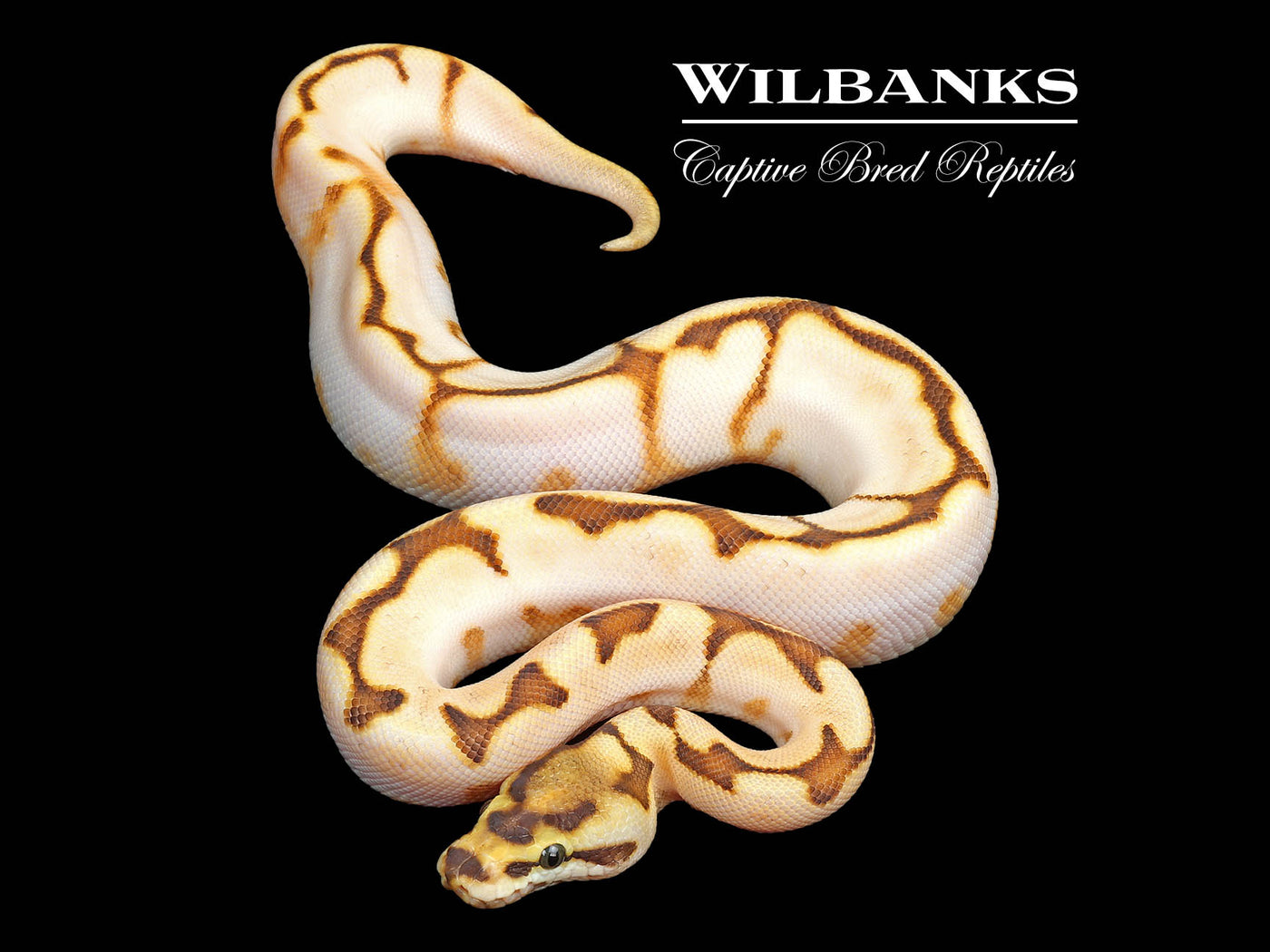 Butter Sugar Stinger Bee Ball Python ♂ '25