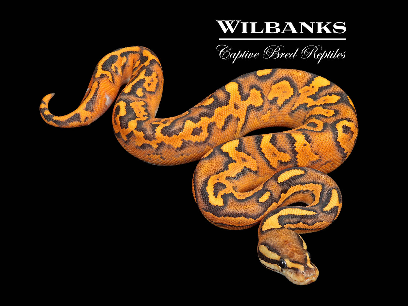 Super Orange Dream Black Pastel Fire Yellow Belly Ball Python ♀ '25