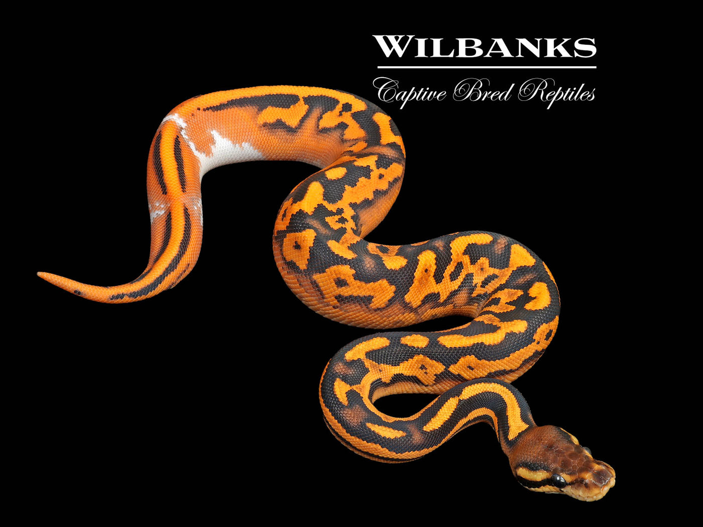 Super Orange Dream Black Pastel Yellow Belly Ball Python ♀ '25