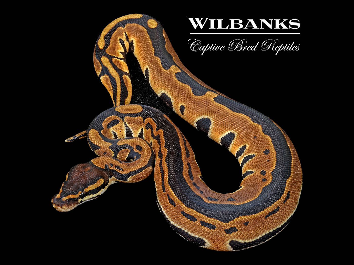 Tri-Stripe Ball Python ♂ '25