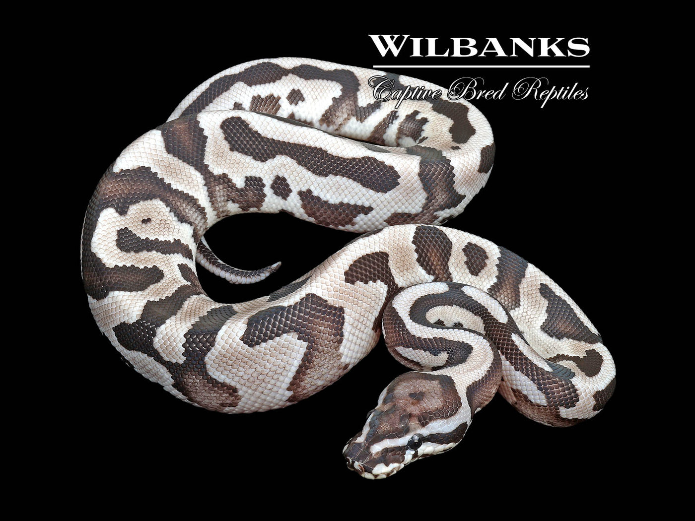 Fire Leopard Axanthic (VPI) Yellow Belly Ball Python ♂ '25