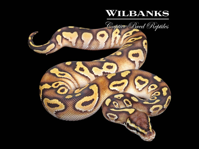 Orange Dream Pastave Ball Python ♀ '26