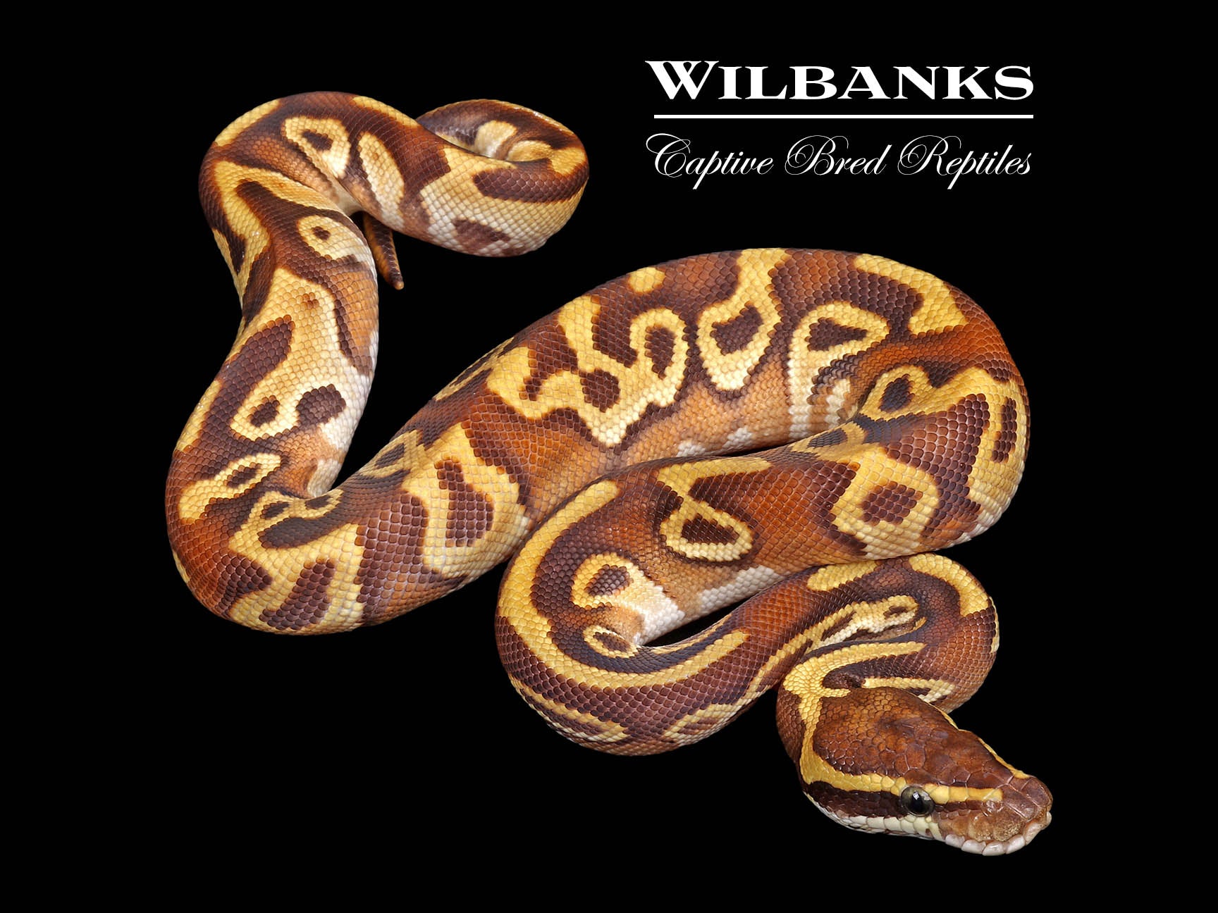 Leopard Mojave Enchi 100% Het. Lavender Albino Ball Python ♂ '26 ...