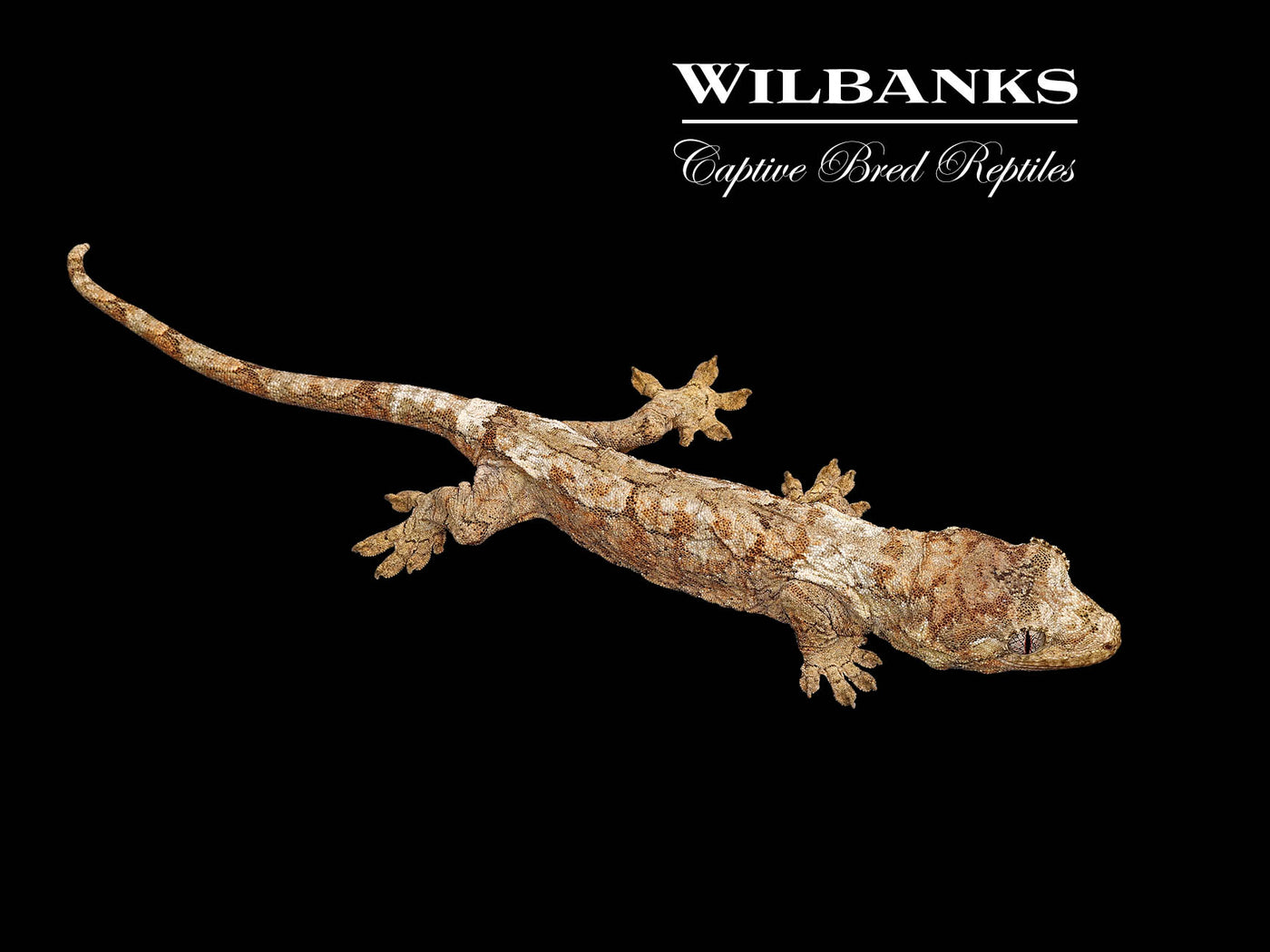 Pine Island Chahoua Gecko (Butch X Yolanda) '25