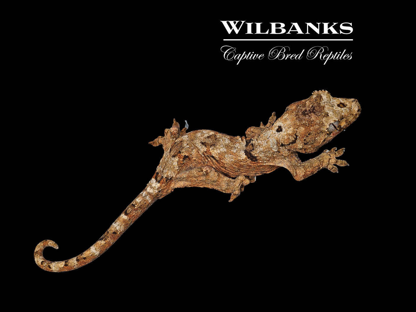Pine Island Chahoua Gecko (Vincent X Trudi) '25