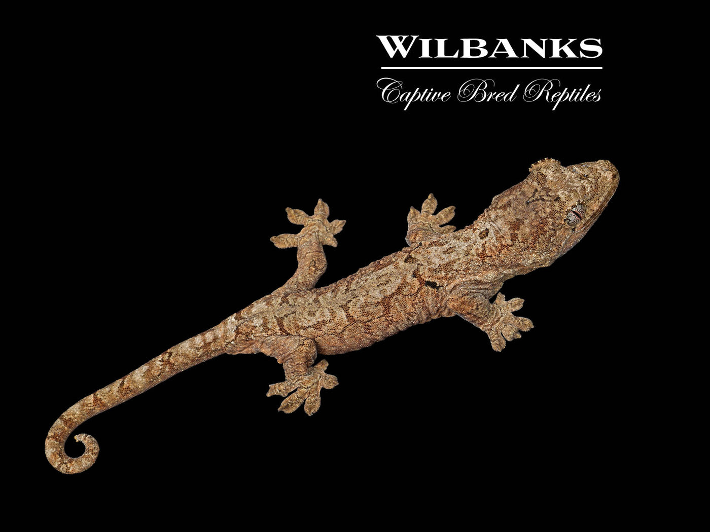 Pine Island Chahoua Gecko (Jules X Jody) '25