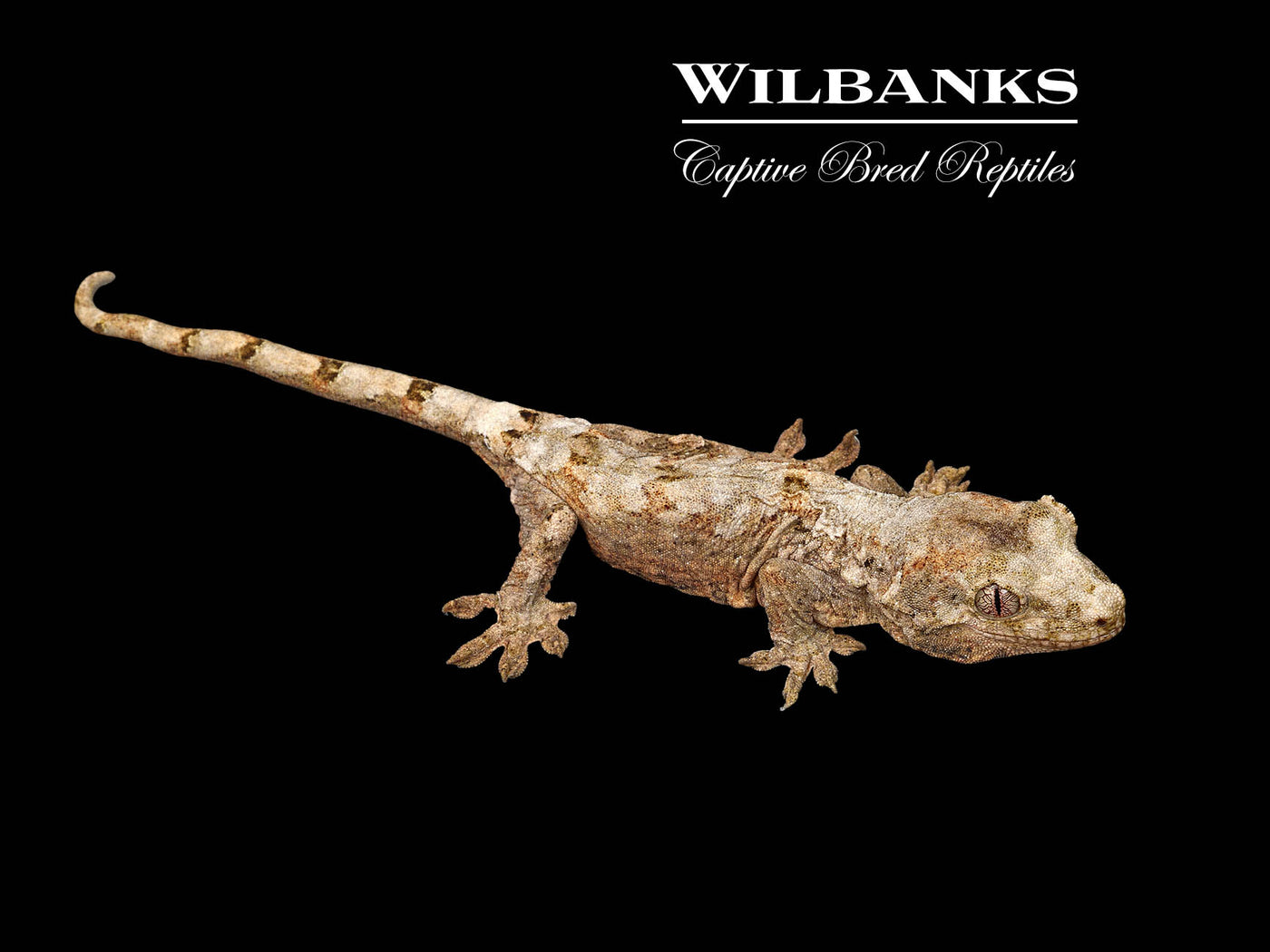 Pine Island Chahoua Gecko (Bill X Beatrix) '25