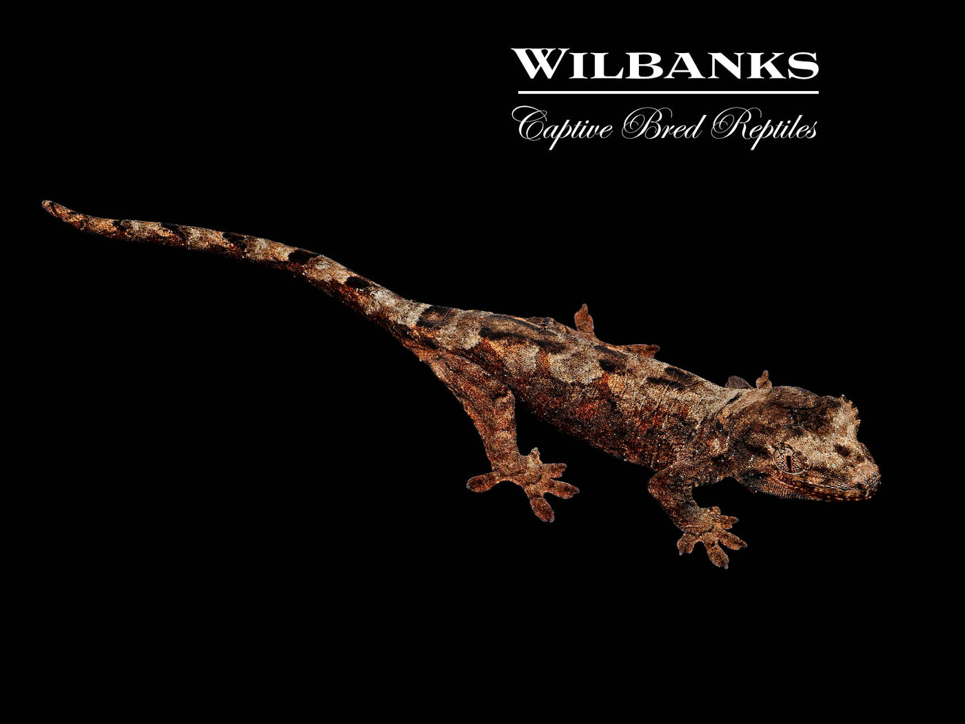 Pine Island Chahoua Gecko (Johnny X Gogo) '25
