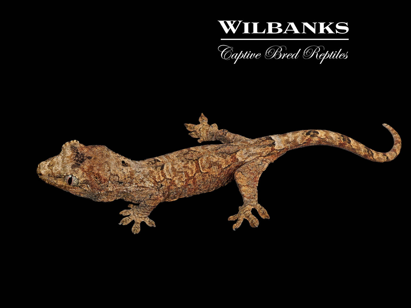 Pine Island Chahoua Gecko (Johnny X Judy) '25