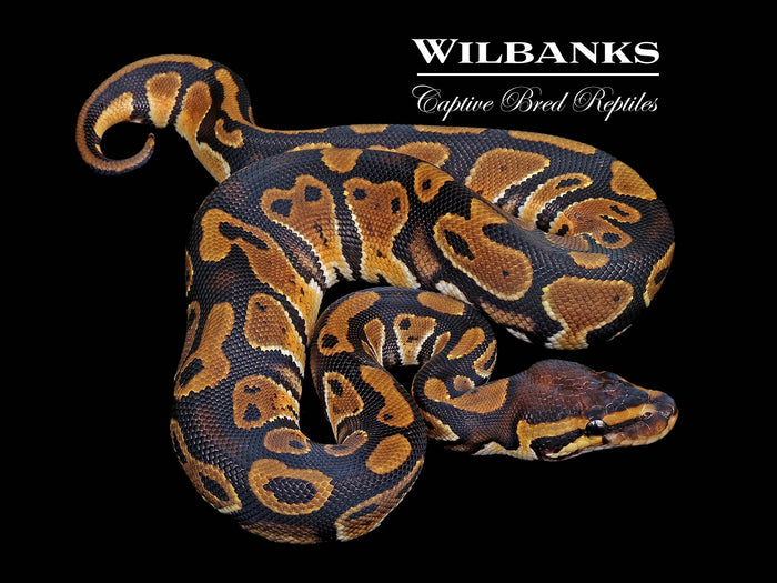 Classic (Normal) Ball Python ♀ '26