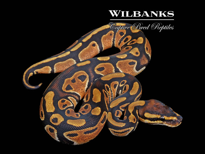 Classic (Normal) Ball Python ♀ '26