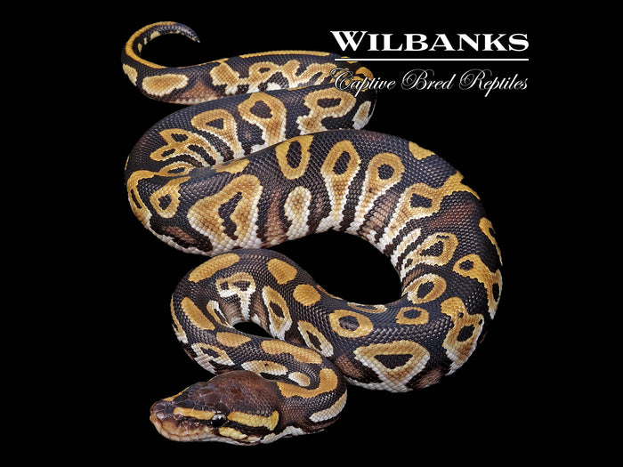 Phantom 100% Het. Pied Ball Python ♂ '26
