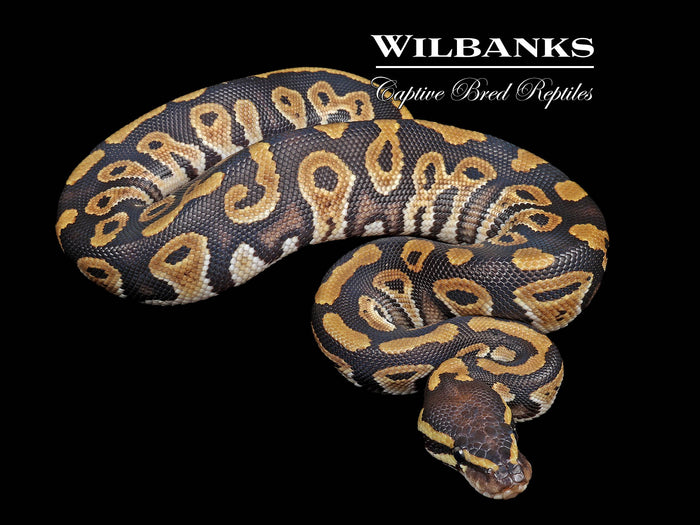 Phantom 100% Het. Pied Ball Python ♂ '26