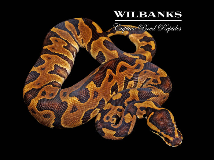 Leopard Enchi 100% Het. Albino Ball Python ♂ '26