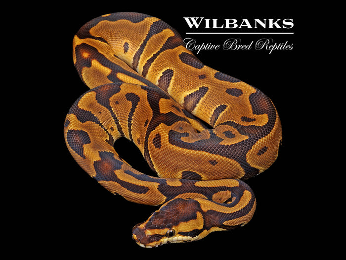 Leopard Enchi 100% Het. Albino Ball Python ♀ '26