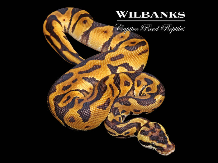 Leopard Enchi Pastel 100% Het. Albino Ball Python ♂ '26