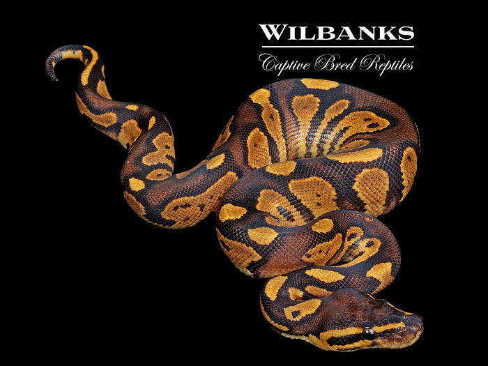 Blackhead Fire Enchi Ball Python ♂ '26