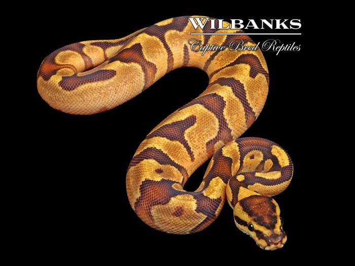 Fire Enchi Yellow Belly Ball Python ♂ '26