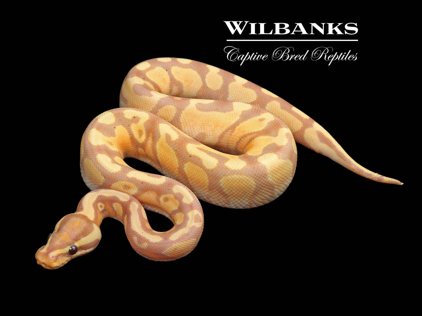 Banana Enchi Yellow Belly Ball Python ♂ '24