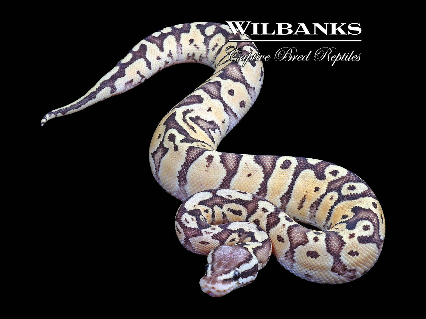 FireFly Special Ball Python ♂ '24