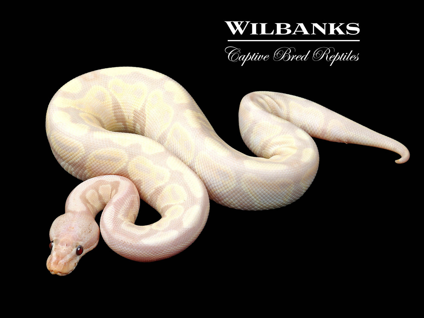 Super Banana 100% Het. Clown Ball Python ♂ '24