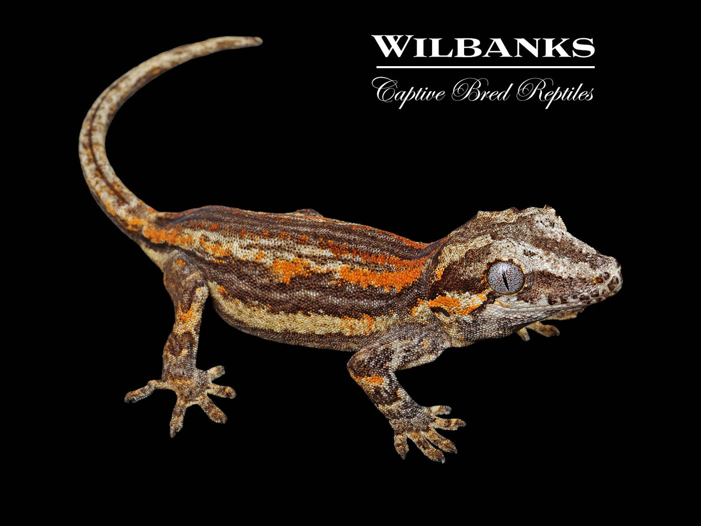 Striped Gargoyle Gecko '25