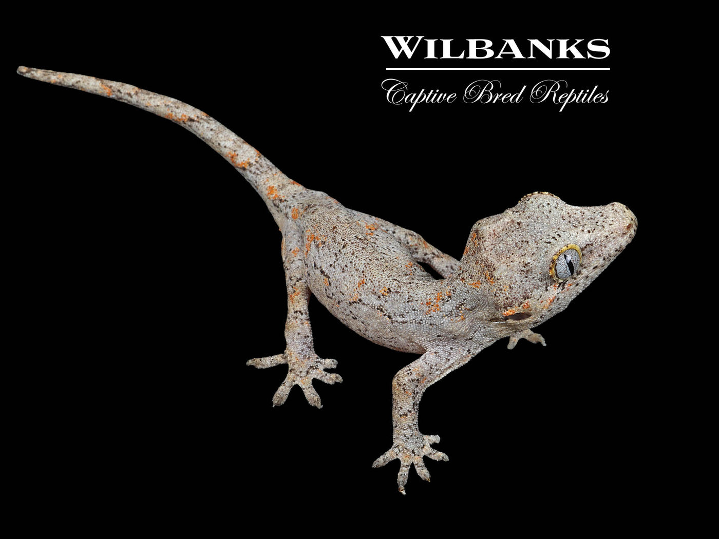 White Base Reticulated Gargoyle Gecko '25