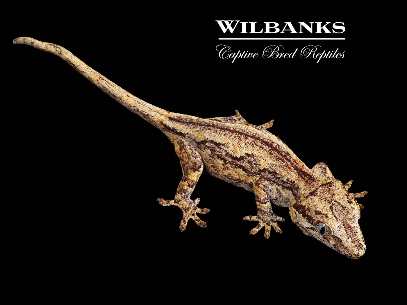 Striped Gargoyle Gecko '25