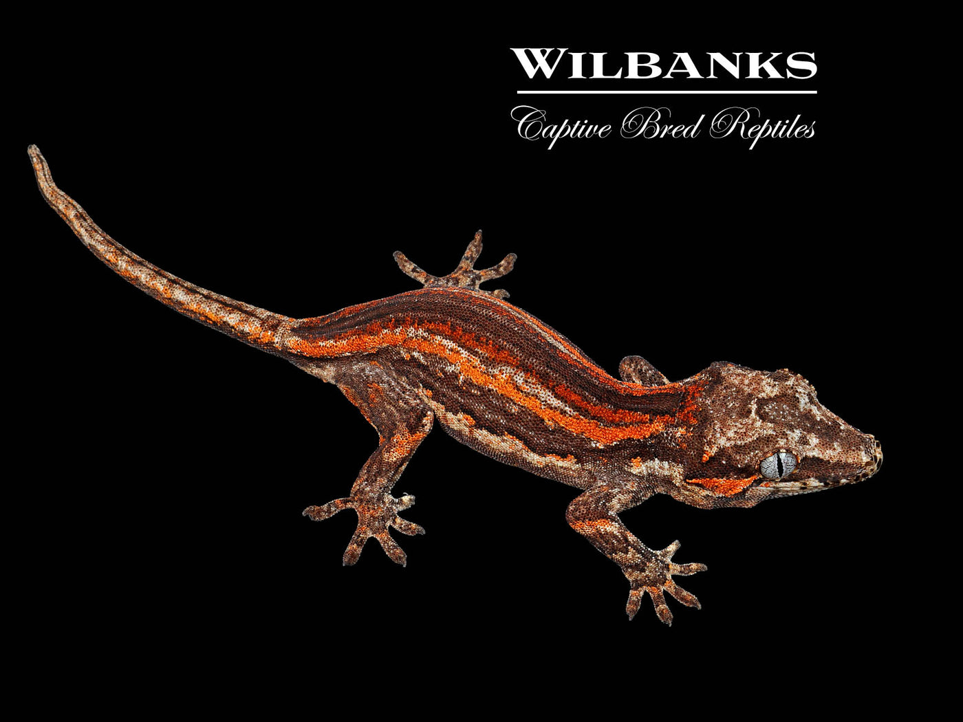 Red Orange Striped Gargoyle Gecko '25