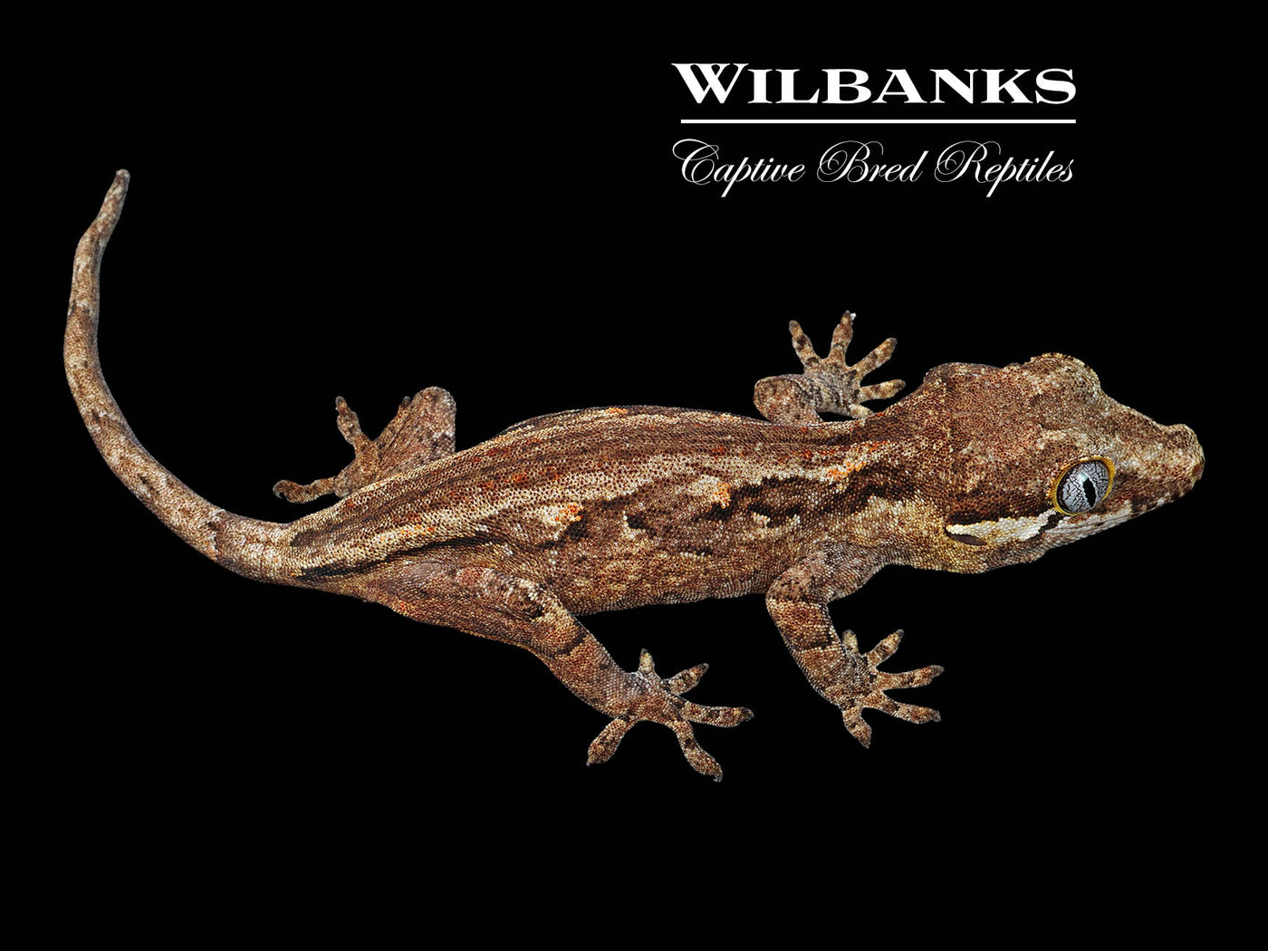 Striped Gargoyle Gecko '25