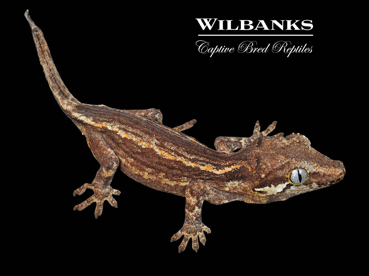 Striped Gargoyle Gecko '25