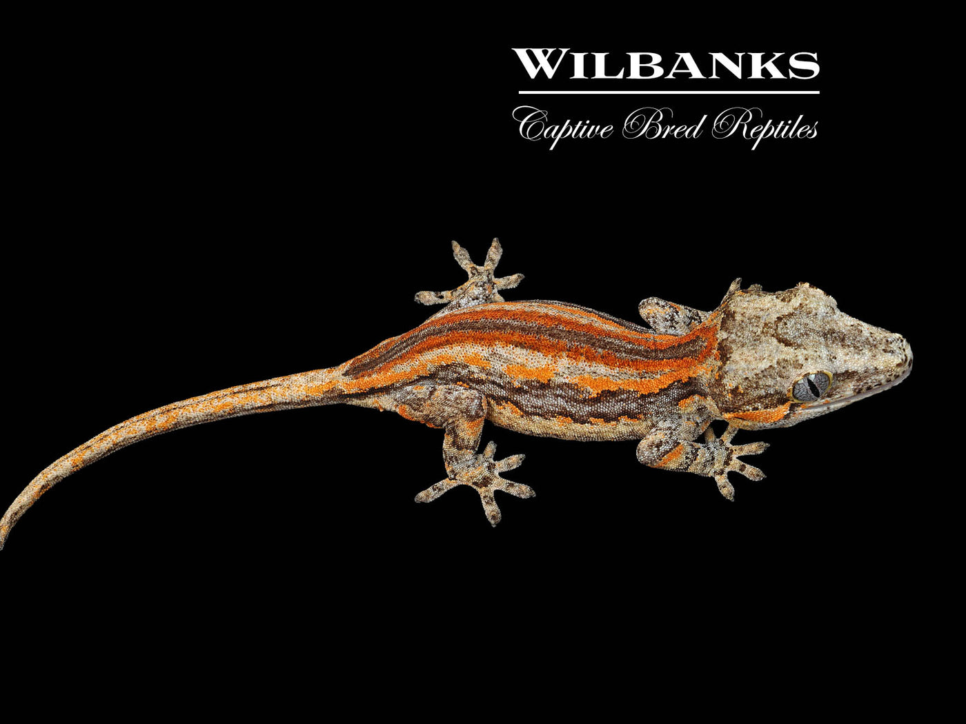 Red Orange Striped Gargoyle Gecko '25