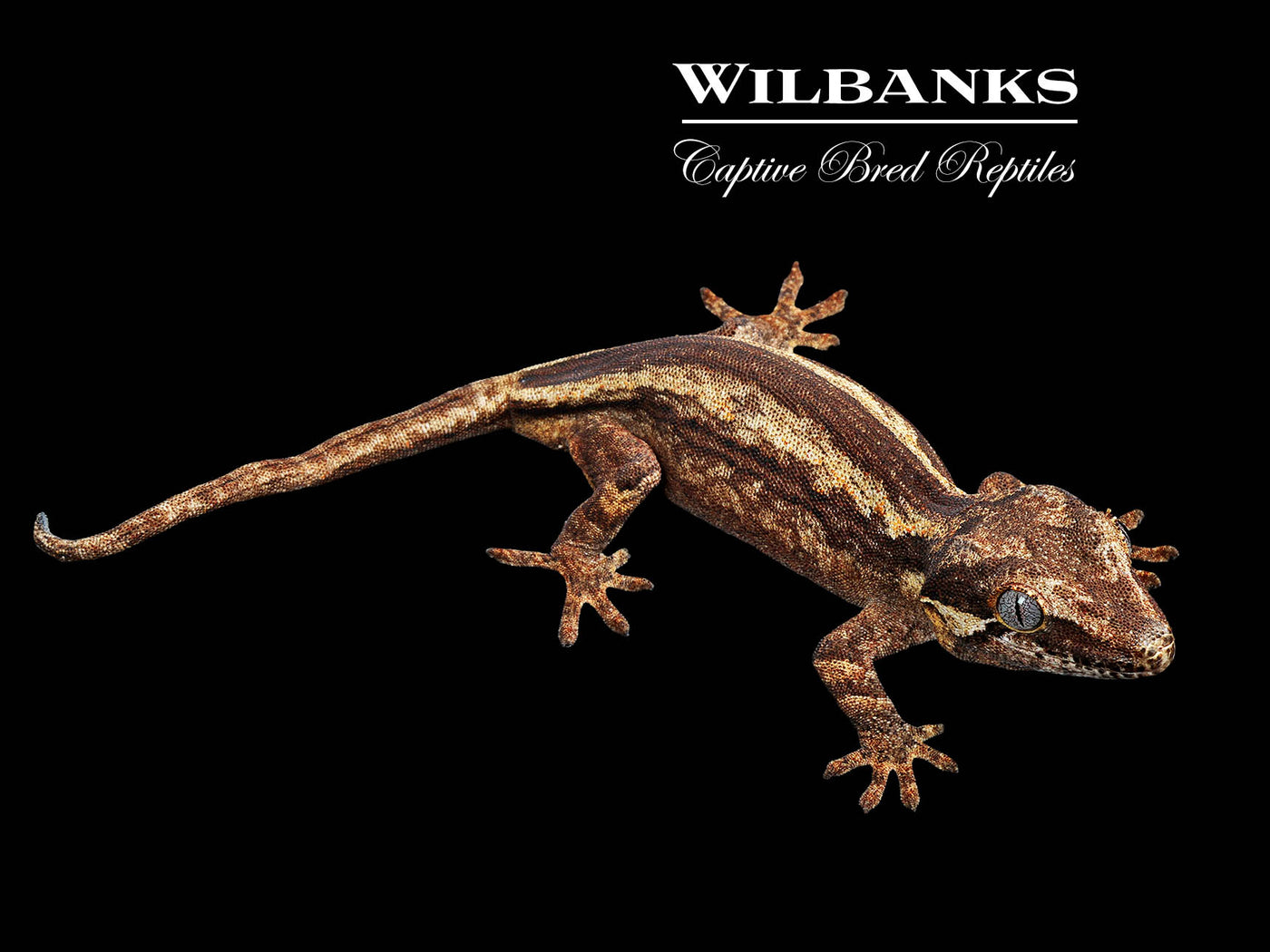 Striped Gargoyle Gecko '25