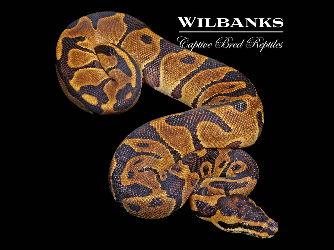 00’s archive coating python leopard vkei Leopard Enchi 100% Het. Albino Ball Python ♀ '26 – Wilbanks