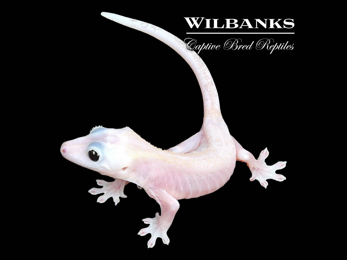 Super Fire aka Black Eyed Leucistic Crested Gecko ♀ '25