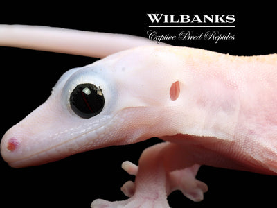 Super Fire aka Black Eyed Leucistic Crested Gecko ♀ '25