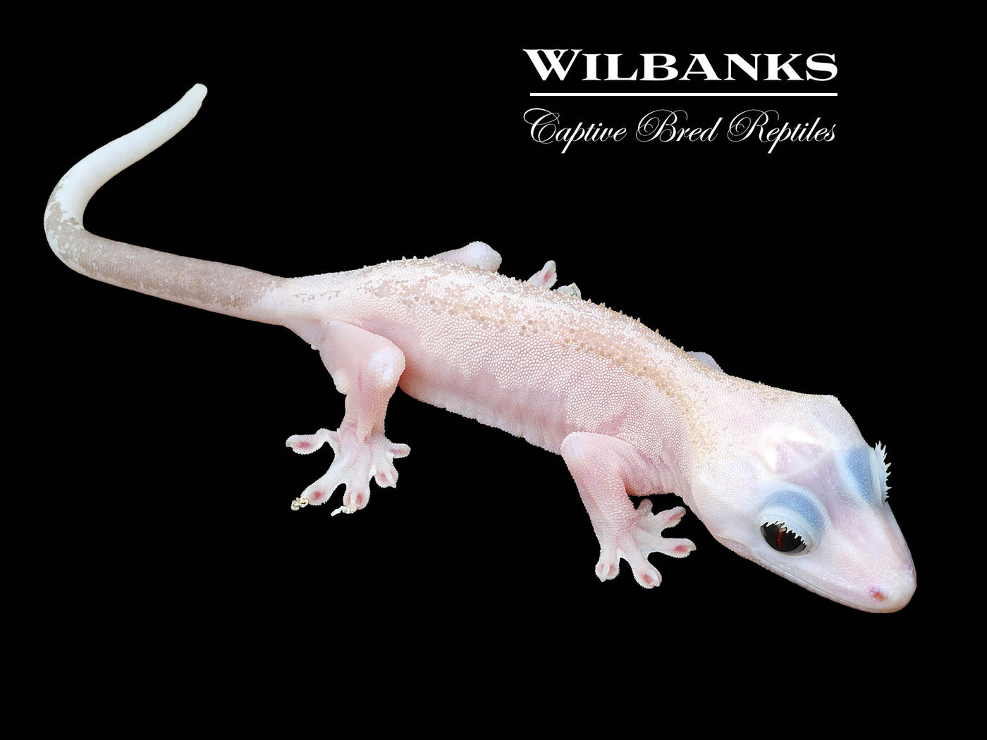 Super Fire aka Black Eyed Leucistic Crested Gecko ♀ '25