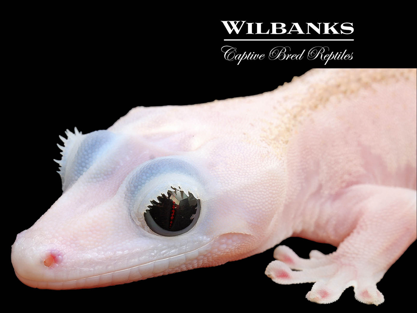 Super Fire aka Black Eyed Leucistic Crested Gecko ♀ '25