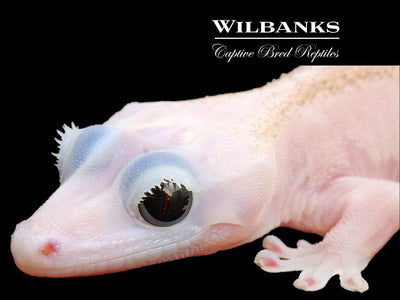Super Fire aka Black Eyed Leucistic Crested Gecko ♀ '25