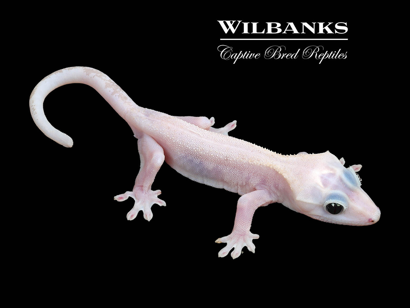 Super Fire aka Black Eyed Leucistic Crested Gecko ♂ '25